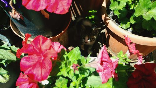 Close-up of pink flowers on potted plant