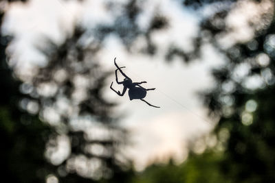 Close-up of insect on tree