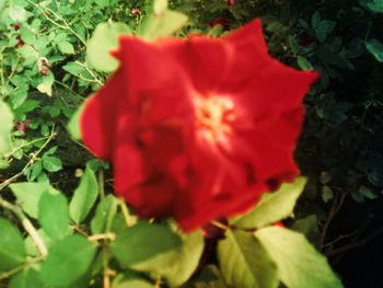 Close-up of red flowers