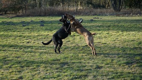 Dog running on grassy field