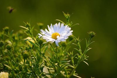 Close-up of white flowers