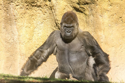 Portrait of young woman sitting in zoo