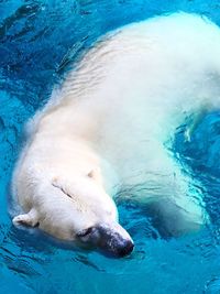 High angle view of sheep in swimming pool