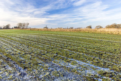 Frozen water and frost on a green field with winter grain, clouds on the sky, january view