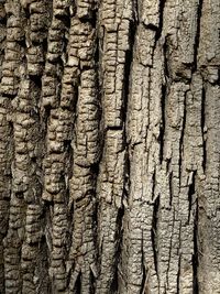 Full frame shot of tree trunk