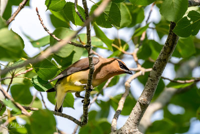 Cedar waxwing perching on branch