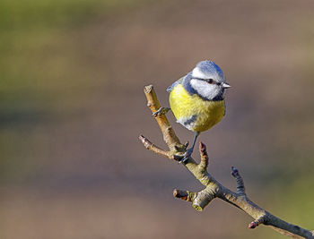 Close-up of bird perching on a branch