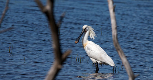 Side view of a bird drinking water