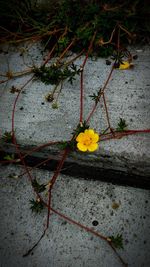 Close-up of yellow flowers