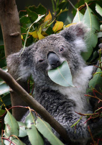 Portrait of koala biting leaf on tree