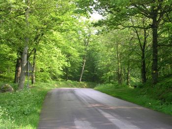 Road amidst trees in forest