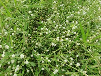 Full frame shot of flowering plants on field