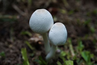 Close-up of mushroom growing on field