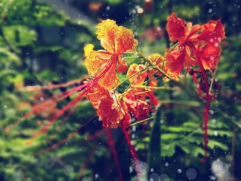 Close-up of fresh flowers