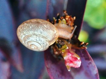 Close-up of snail on plant