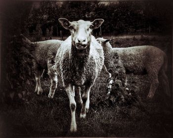 Portrait of sheep