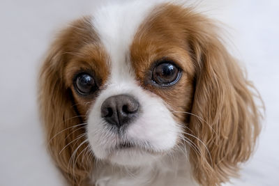 Portrait of a cute puppy. face og the dog on grey background. cavalier king charles spaniel blenheim
