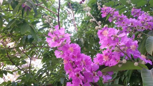 Close-up of pink flower