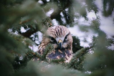 Close-up of bird on tree