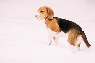 Dog on snow