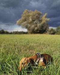 View of a dog on field