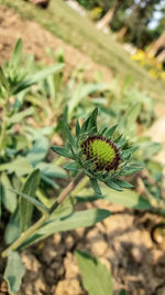 Close-up of insect on plant