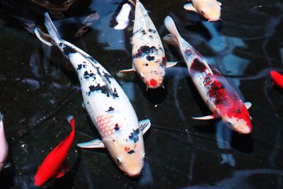 High angle view of koi carps swimming in lake