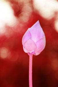 Close-up of pink flowering plant