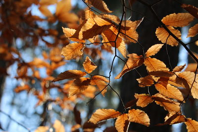 Close-up of autumnal leaves against blurred background