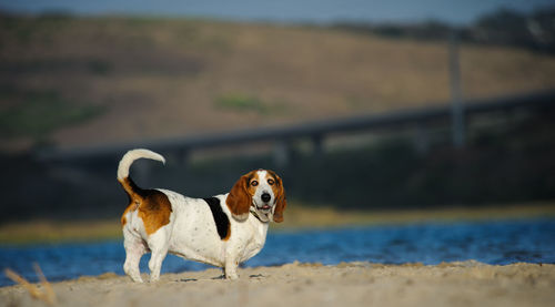 Portrait of basset hound dog standing on beach