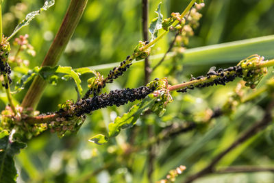 Close-up of berries on tree