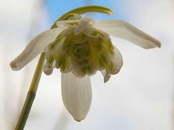 Close-up of white flower