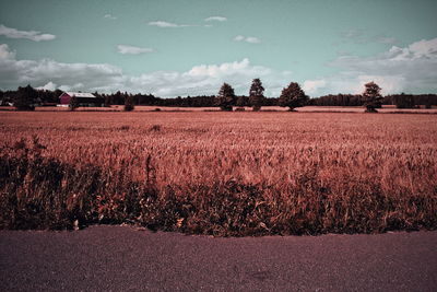 Scenic view of field against sky