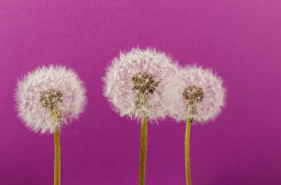 Close-up of dandelion flower against pink background