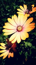 Close-up of pink flower