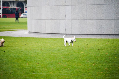 Dog on field