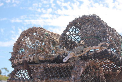 Close-up of tree against sky