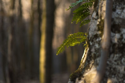 Close-up of moss growing on tree trunk