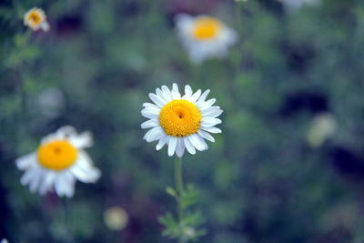 Close-up of white daisy