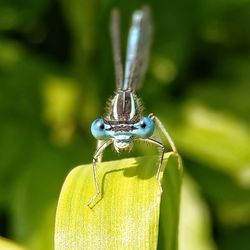 Close-up of insect