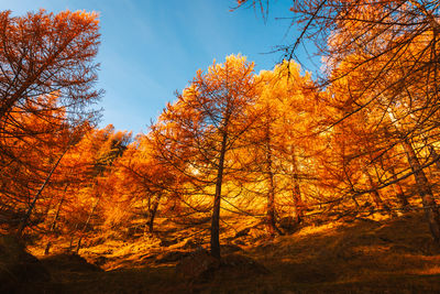 Low angle view of trees against sky during autumn