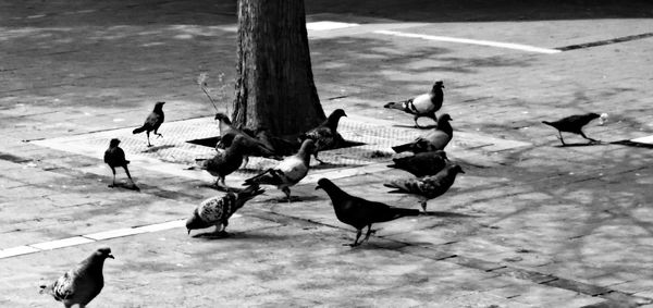 Pigeon on railing