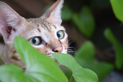 Close-up of cat looking away