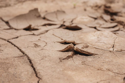 Close-up of dead plant on land