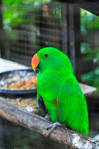 Close-up of parrot