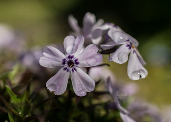 Close-up of iris blooming outdoors