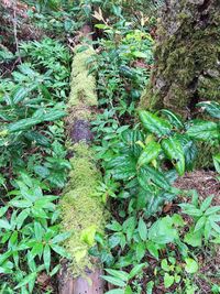 Close-up of moss growing on tree trunk