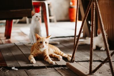 Portrait of ginger cat on floor