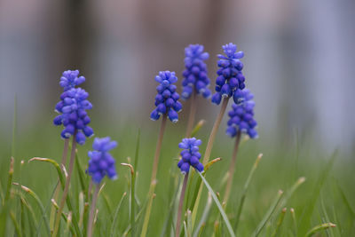 Close-up of purple crocus flowers on field