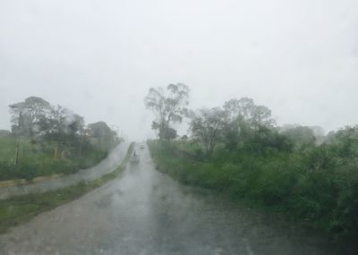 Road passing through trees